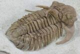 Hoplolichoides Trilobite With Cystoids - Russia #99197-4